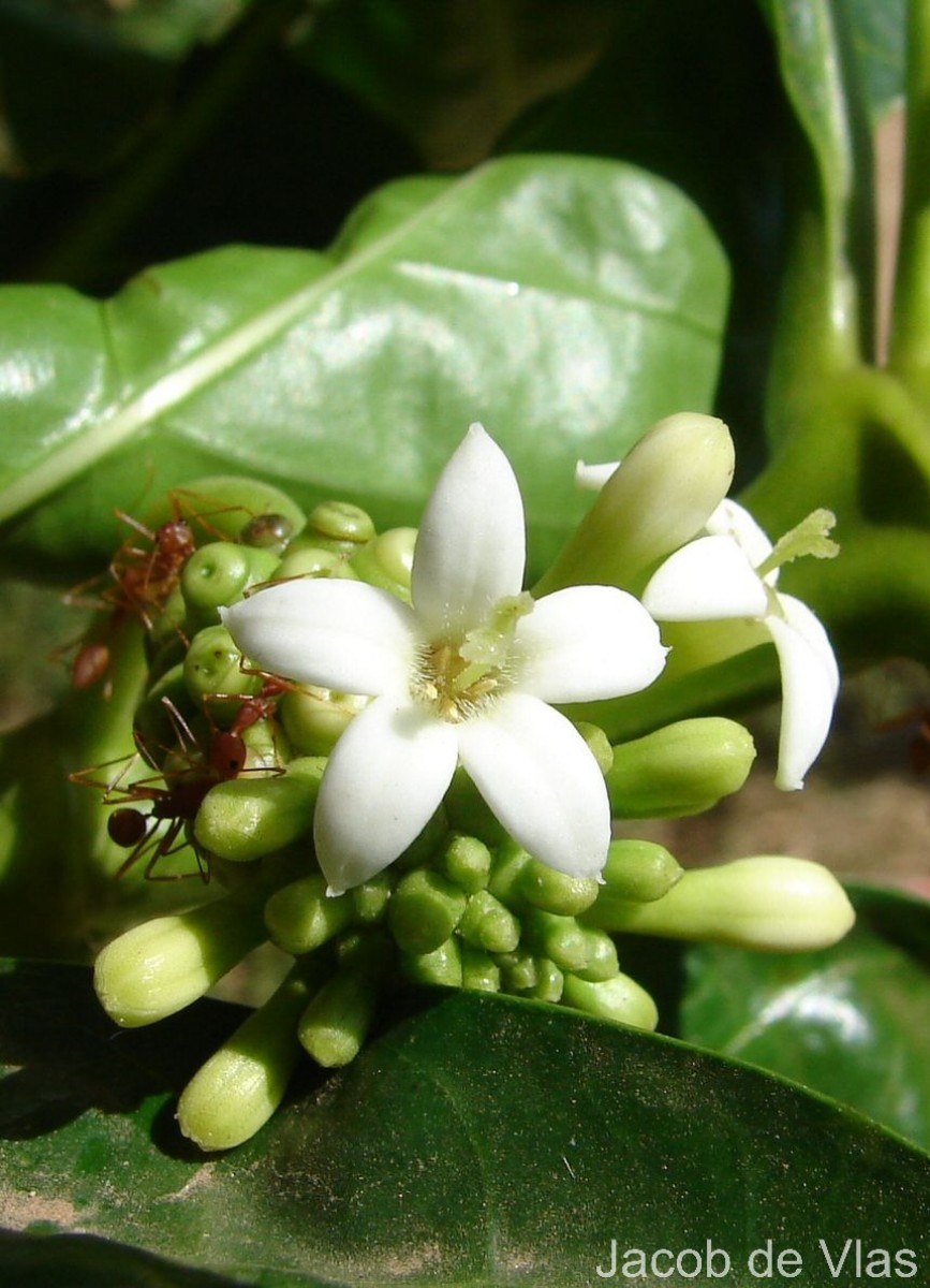 Morinda citrifolia L.
